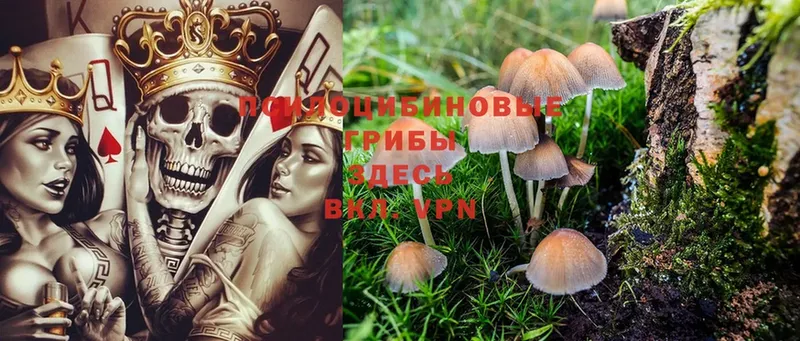 где найти наркотики  Махачкала  Псилоцибиновые грибы Psilocybe 